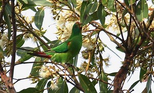 Successfully Tracking Endangered Swift Parrots with Drones #drone #droneday