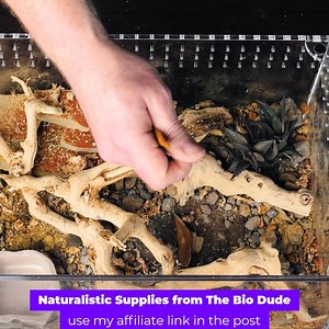1.3K views · 29 reactions | I am building an enclosure for my desert scorpion in the Tarantula Cribs cuboid enclosure! Get 10% OFF the BEST Tarantula enclosures in the hobby NOW when you use the code TTC10 at checkout! https://www.tarantulacribs.com/?ref=TheTarantulaCollective All the substrates and natural products I use come from The Bio Dude ! Use my link to help support this channel: https://www.thebiodude.com?dt_id=1400014 | The Tarantula Collective | Facebook
