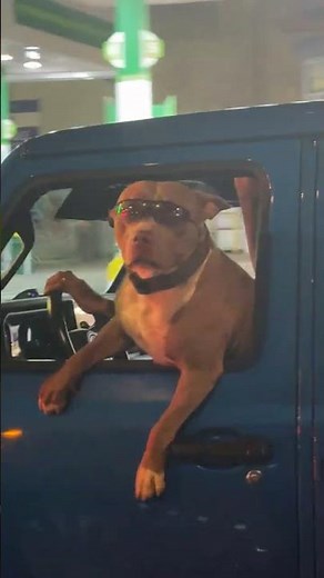 Pitbull wearing sunglasses hanging outside a car window