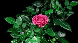 Pink Rose Plant Blooming Flower Time Stock Footage Video (100% Royalty-free) 3692476861 | Shutterstock