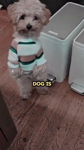 The Truth about Skinwalker Dogs 🤯