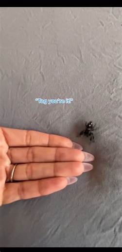 450K views · 10K reactions | Missing my buddy… ♥️ #RIP #onyx #fyp #jumpingspider | Spider Facts | Facebook