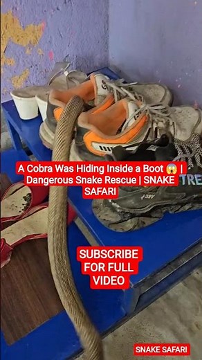 A Cobra Was Hiding Inside a Boot 😱 | Dangerous Snake Rescue | SNAKE SAFARI