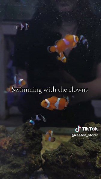 So much fun . . . #reefon #reef #reeftanks #reefstore #coral #coralreef #coralreefs #reefaquarium #reeftanksofinstagram #tanks #tanklife #saltwateraquarium #saltwaterfish #saltwaterfishtank #aquarium #fishtank #fishtanks #fishtanksofinstagram #marines #marinefish #marinefishtank #marinefishes #utahtanks #utah #saltwaterstore #coralfrags #copepods #copepod #tigriopus #tisbe