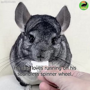 50K views · 399 reactions | Philly the Chinchilla Spreads Hope and Positive Messages! ❤️ Tag someone to share the love! | Animals Doing Things | Facebook