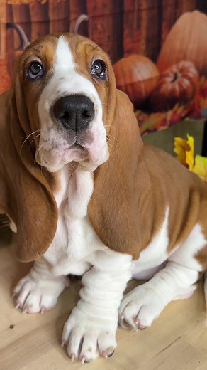 Adorable Basset Hound Puppies Caught in Funny Moments