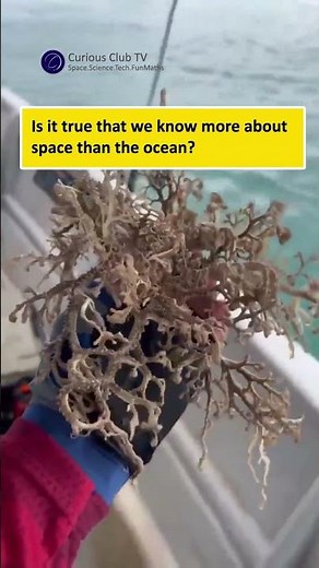 This is brittle star (echinoderm, related to starfish)