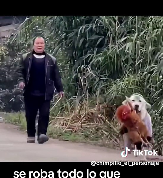 Perro Bandido: Un Labrador Travieso y Divertido