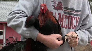 Born to battle. | GoGamecocks.com