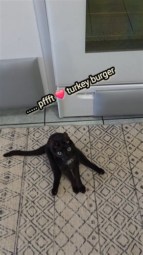 Elvis Westley on Instagram: "Not every step is steady, but every step counts, happy Monday wobbly diamonds 💎 🐾 If you're new here: Elvis was born with Cerebellar Hypoplasia aka Wobbly Cat syndrome. CH is not painful & animals born this way have a normal lifespan❤️ #cat #cerebellarhypoplasia #elviswestley #motivation"