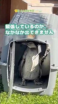 【東山動植物園公式】ペンギンの赤ちゃん《 フンボルトペンギン ペンギン 》#shorts