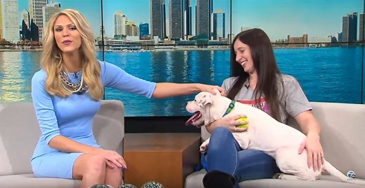 Bruticus is up for ADOPTION! Check out this weeks TV20 segment and find out more about Bruticus, fostering and our upcoming Pets for Veterans event. | Last Day Dog Rescue