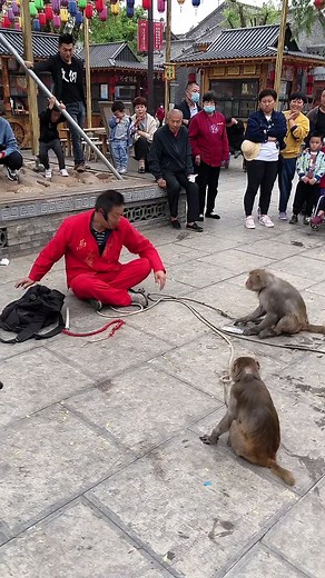 Funny monkey funny animal #monkey #funny #animal | Animal クラブ