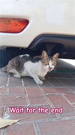 luga luga #cat #catattitude #cute #cuteanimals #cutecats #catshorts #catvideo #cats #catlovers