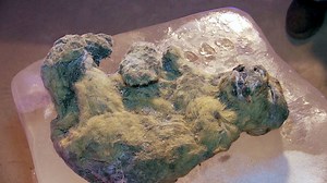 3.2M views · 8.5K shares | 12,000 year old cats found frozen in Siberia UK Fans: Nature's Weirdest Events is back tonight at 8pm on BBC Two | BBC Earth | Facebook