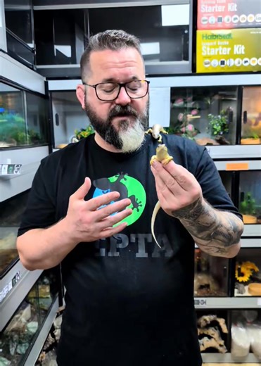 7.1K views · 98 reactions | The ultimate pet lizard back in stock!! It just doesn't come any better than this. Quite possibly the most character filled species money can buy (at any price!!) | Snakes 'N' Adders | Facebook