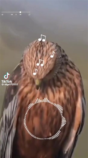 Filmy użytkownika milaha (@milaha19880) z muzyką оригинальный звук - milaha