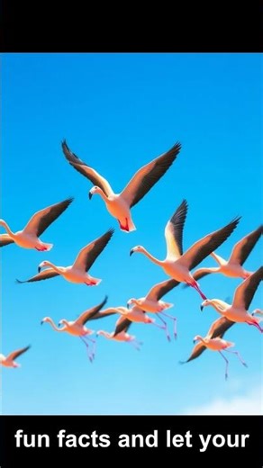 Discover Flamingo Secrets: Fun Facts Unveiled!