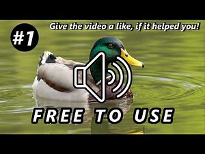 Duck Quack Sound Effects | Natural Quacks