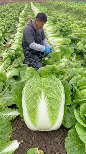Pure Satisfaction: Slicing Flawless Napa Cabbages in the Field! 🥬✨ #Harvest #Craftsman #Shorts