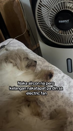 Di pa siya kuntento sa aircon lang. 🤦🏻‍♀️ Ang sarap ng tulog #dogsofttiktok #pochieponching #fyppppppppppppppppppppppp #trending #shihtzu