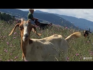 Alberta couple spent decades using their goats for fire mitigation, invasive species in B.C. - BC News