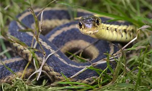 When Do Snakes Come Out in Georgia?