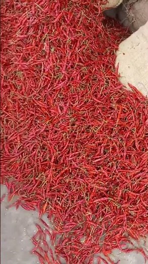 Guntur Chilli Market Price Today | Mirchi Rate Today | #spicebusiness #food #cutmirchi #pickles