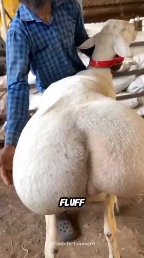 “Fat-Tailed Sheep: The Ancient Survivors With Built-In Energy Packs 🐑🔥” Fat-tailed sheep are one of the world’s oldest and most remarkable sheep breeds, known for their large, fat-filled tails that can weigh up to 30 pounds—heavier than a small dog. For over 5,000 years, these hardy animals have thrived in tough environments across North Africa and Central Asia. Their tail fat acts as an energy reserve, helping them survive droughts and food shortages. Unlike wool breeds, fat-tailed sheep are 