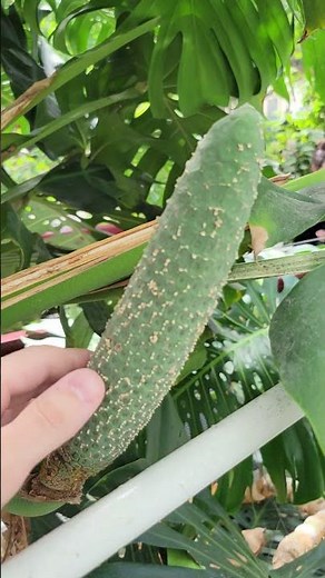 Monstera Deliciosa Fruit And Flower