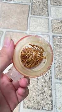 Họa mi đang yếu lực, ít hót anh em có nên mang mái ra ốp không? | Hoạt Hoạ Mi