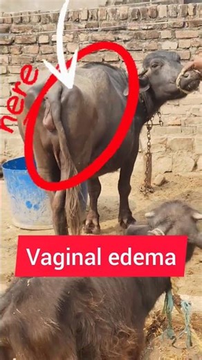 viginal dermatitis/Lsavetclub