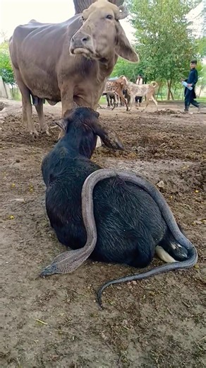 Intense cobra snake movement #youtubeshorts