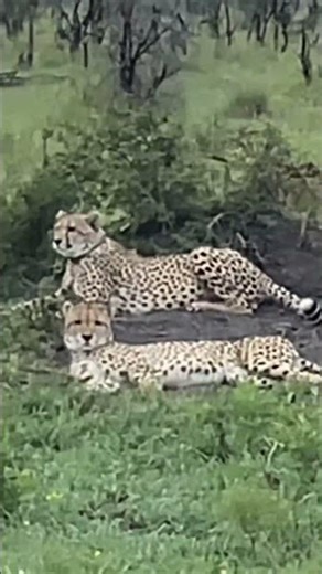 What does a cheetah sound like #wildlife #animals #animalworld #madikwe