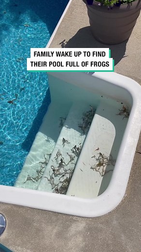 Family wake up to find their pool full of frogs 🐸 🎥 Viralhog | frogs in the pool