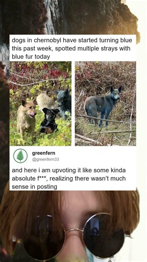 Chernobyls Blue Dogs And The Comment That Broke Me