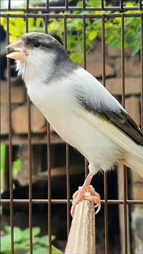 angry canary bird | bird sound #birds #animals #canary #funnyanimals