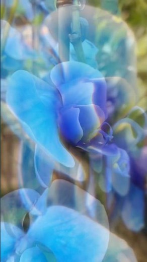 Rare Blue Orchids: Discover These Unique Blooms || flowers 🪻🪻🪻|| best flowers 💙