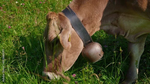 Cow with a bell on his neckin grazing in Alps. Cow on alpine meadow in Switzerland. Cow on mountain pasture in Alps