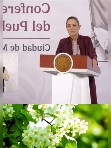 🎥MAÑANERA DEL PUEBLO #Sheinbaum cuestionó que la #derecha y opositores no hablen de #GarcíaLuna #ContralíneaTV #PeriodismodeInvestigación 👇🏼Encuentra toda la información en👇🏼 contralinea.com.mx Video del 17/02/2026 CONTRALÍNEA EN VIVO se transmite de lunes a viernes a partir de las 10:00hrs (hora del centro de México) a través de Facebook live, YouTube y Telegram. La MESA DE ECONOMÍA POLÍTICA se trasmite todos los lunes a partir de las 14:00hrs. Nuestro programa de análisis, AMÉRICA INSUMIS