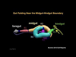 Ahmed: The guts of Wnt signal transduction.