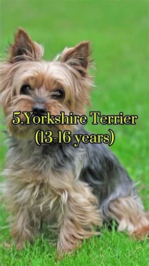 TOP 10 LONGEST LIVING DOG BREEDS #dog #viral