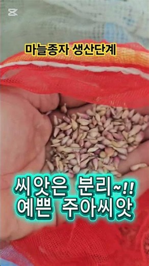 마늘씨앗부터 종자마늘이 되기까지~