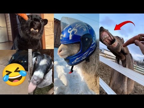 Funniest Animal Fails & Best Cute Moments 😂🐶🐱 | Try Not To Laugh