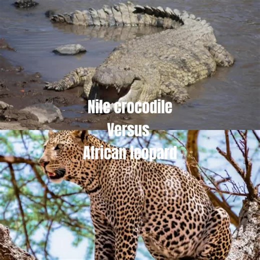 Nile crocodile Vs African leopard.This is the most grass is green take.