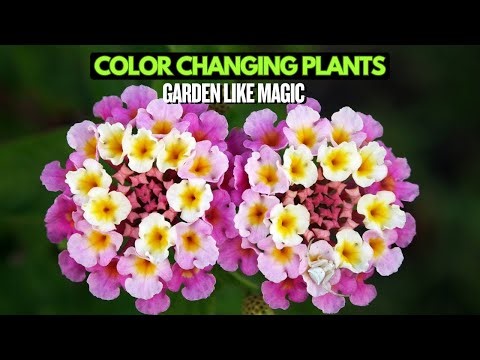 Top 12 Color-Changing Plants That Transform Your Garden Like Magic