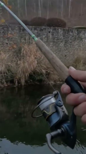 Huge Rainbow Trout Hook-up 🎣 #blowup #tennessee #fishing #troutfishing #epic #troutreel #trending