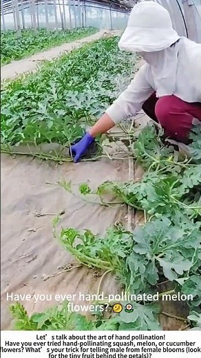 Hand Pollination in a Watermelon Greenhouse – Ensuring Every Flower Becomes a Fruit 🌼🍉