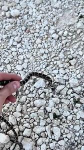 231K views · 2.3K reactions | In honor of springtime quickly approaching, let’s revisit some of the best snake rescues of 2023! 殺 This is a TOTALLY HARMLESS, nonvenomous rat snake. 勺 . #snake #snakes #reptile #animals #wildlife #rescue | CatAleah | Facebook