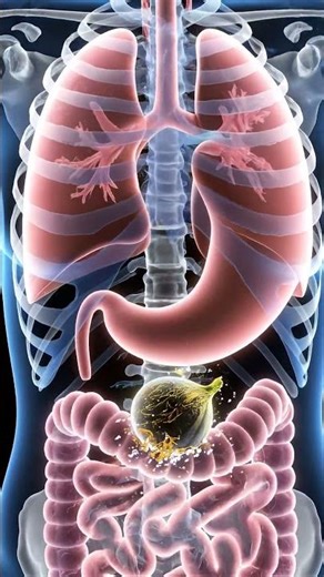 What Happens Inside Your Body When You Eat a Fig? ✨ (3D Animation)